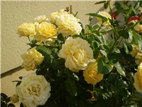 2bd3ea18-Picture 2780.jpg